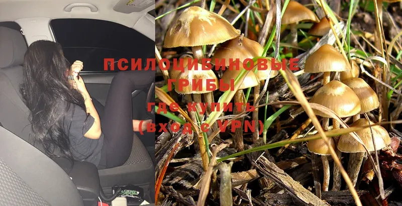 Псилоцибиновые грибы Psilocybine cubensis  Россошь 